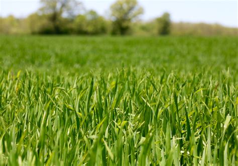 Uneven wheat crop means fusarium control challenges | Farmtario