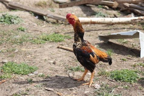 17 Exotic Chicken Breeds to Add to Your Flock (With Pictures) | Pet Keen