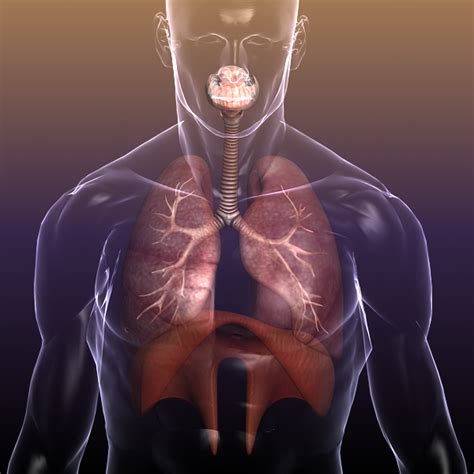 respiratory system lungs in a human body 3D Models - CGTrader.com