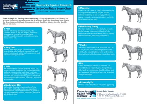 Body condition scoring in horses - RED MARE EQUINE NUTRITION