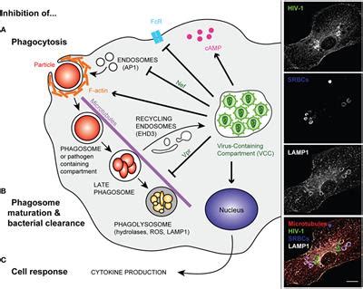 Frontiers | Defective Phagocytic Properties of HIV-Infected Macrophages ...