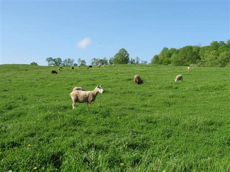 Maggie's Farm: Lush, Green Pastures