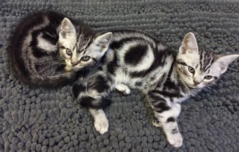 Two American shorthair silver tabby kittens 2017 - Silver Shorthairs