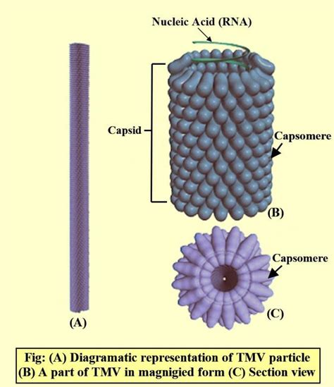 TMV is a(a) Helical virus(b) Polyhedral virus(c) Spherical virus(d) Binal virus