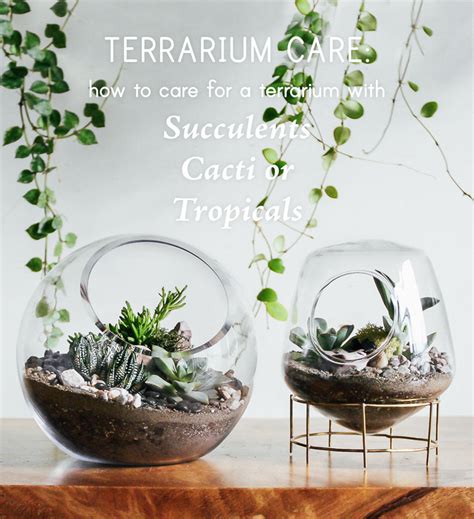 Terrarium Care: How To Care For Terrariums with Succulents, Cacti, Tropicals – Pistils Nursery