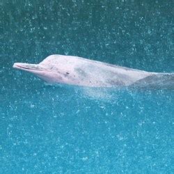 Rare Albino Dolphin Spotted Off The Coast Of Florida | Adopt an Animal