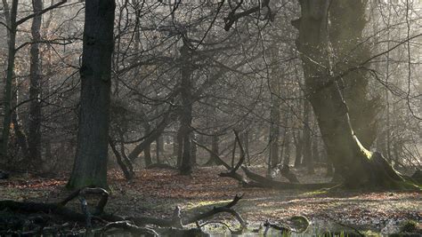 WildlifeTring: Ashridge Forest