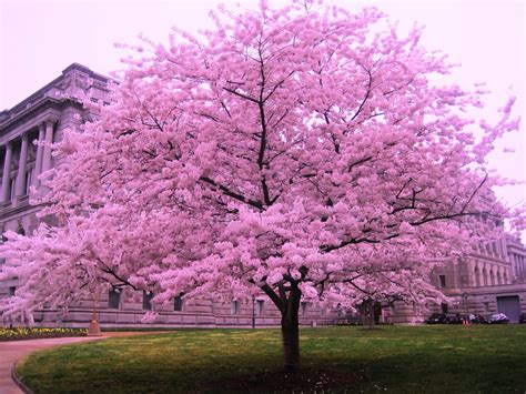 Cherry Blossom Tree in DC :) | Cherry blossom tree, Pink blossom tree, Landscape trees