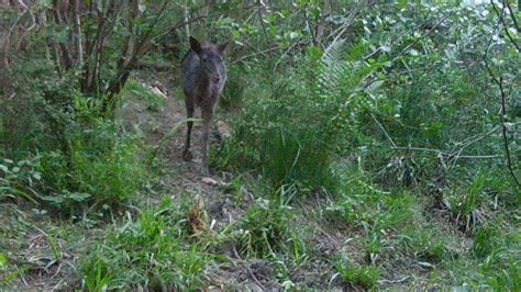 Forest of Dean Wildlife May 2020 - YouTube