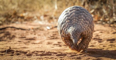 How Community-Based Conservation Benefits All Species | Pangolin Crisis ...