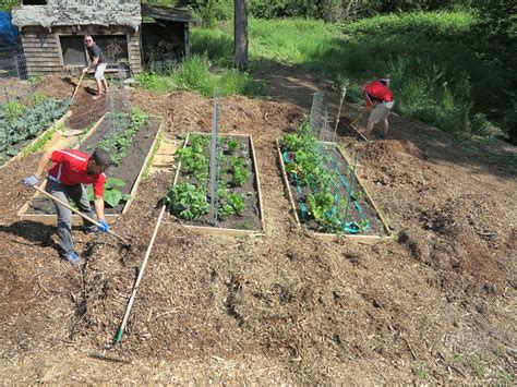 Pin by Focus on Youth and Sunflower F on Planting Sunflower Farm | Planting sunflowers, Plants, Farm