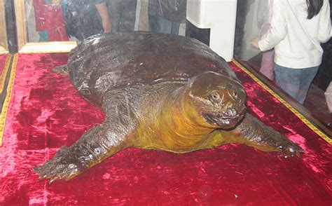 Is the Hoàn Kiếm Turtle still Out There? - Historic Mysteries