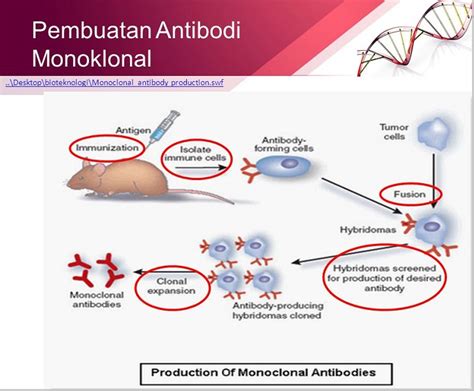 Fusi Sel Pada Teknik Hibridoma Dapat Menghasilkan | sisi tegak pada ...