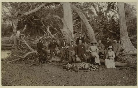 Tiger hunt, 1902 | Online Collection | National Army Museum, London