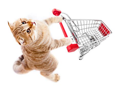 Cat Shopping Cart Stock Photos, Pictures & Royalty-Free Images - iStock