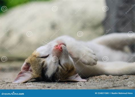 Funny Animals Photography. White Cat Sleeping Comfortably. Close Up of ...