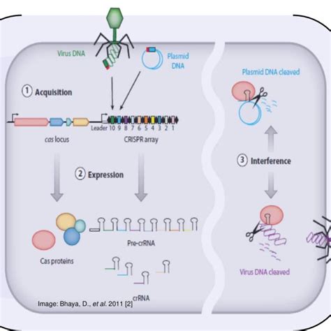 C) Overall representation of the process of the CRISPR System. | Download Scientific Diagram