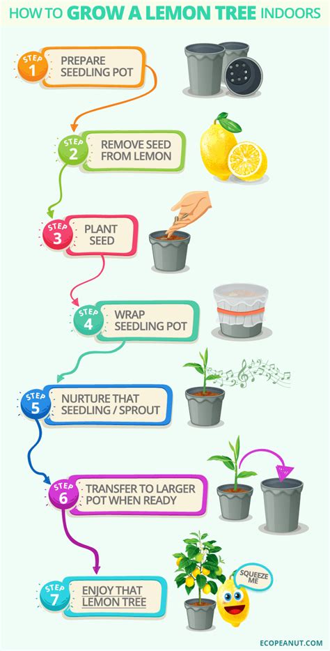 How to Grow a Lemon Tree Indoors - Eco Peanut