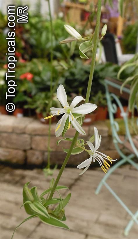 Chlorophytum sp., Spider Plant - TopTropicals.com