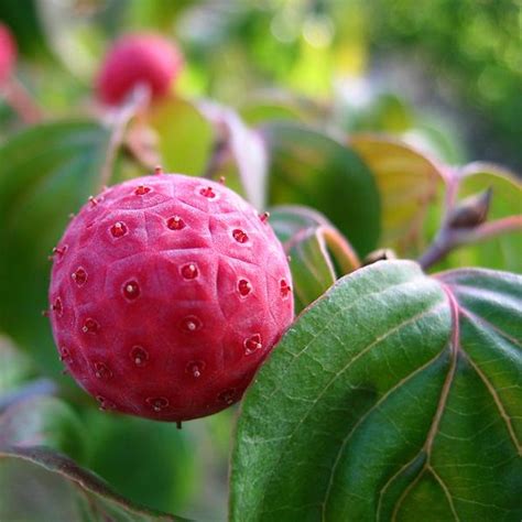 Dogwood Tree Fruit 7 | This is the fruit of my dogwood tree.… | Flickr - Photo Sharing!