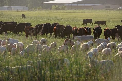 White Oak Pastures – Center for Regenerative Agriculture and Resilient ...