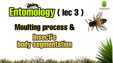 Insect Moulting process | Cuticle | Entomology lec 3 | Go For Agriculture - YouTube