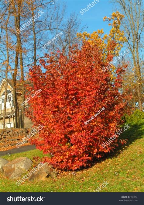 Kousa Dogwood Tree With Red Fall Foliage Stock Photo 701854 : Shutterstock