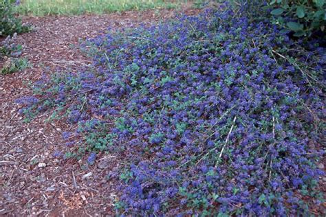 Ceanothus: California Wild Lilac | Portland Nursery