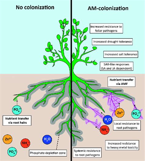 Mycorrhizae Diagram