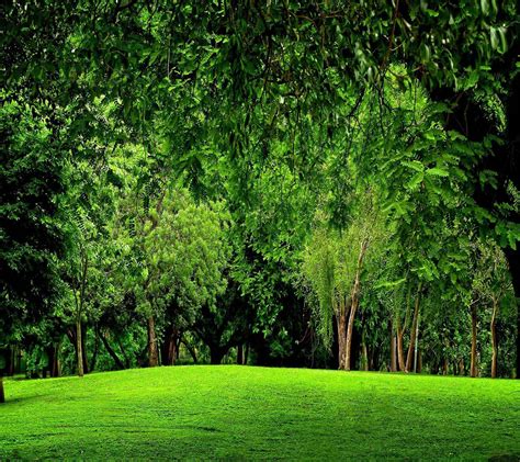 Green Scenery Wallpapers - Top Free Green Scenery Backgrounds - WallpaperAccess