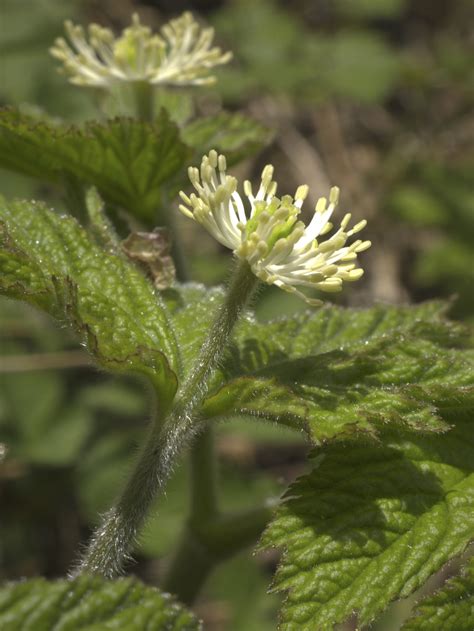 What Is Goldenseal Root Extract Used For? | Healthfully