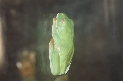 Red Eyed Tree Frog at Blackpool Zoo 17/06/12 - ZooChat