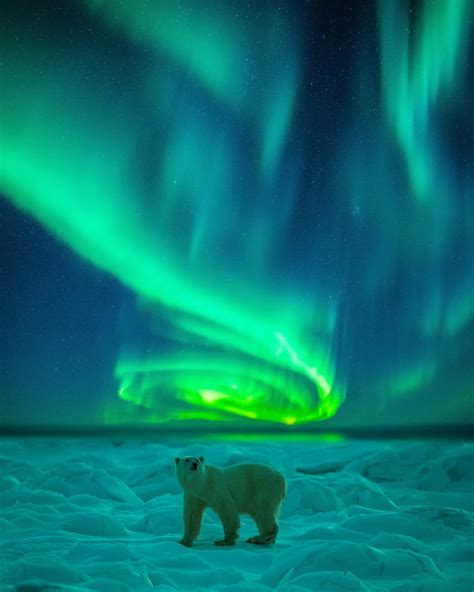 Polar Bear under the Northern Lights - 9GAG