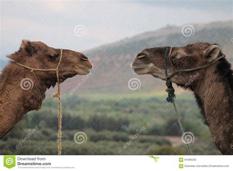 The Dromedary Camels of Morroco Stock Image - Image of berbers, morroco: 64465235