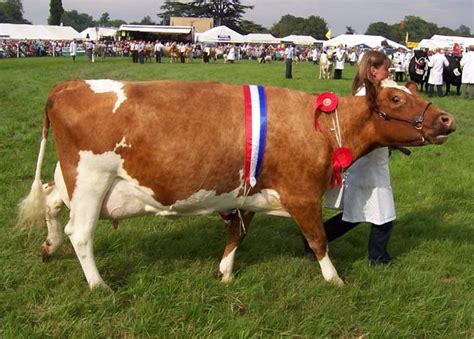 Ayrshire Cattle | Oklahoma State University