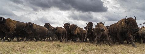 Near Extinction and Conservation of Bison | Buffalo Billfold Company