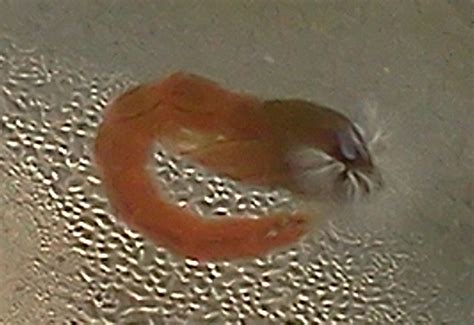 Bloodworm - What's That Bug?