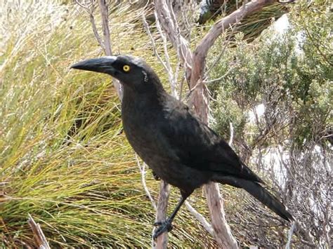 Wildlife - Birds of Cradle Mountain National Park | News at Cradle ...