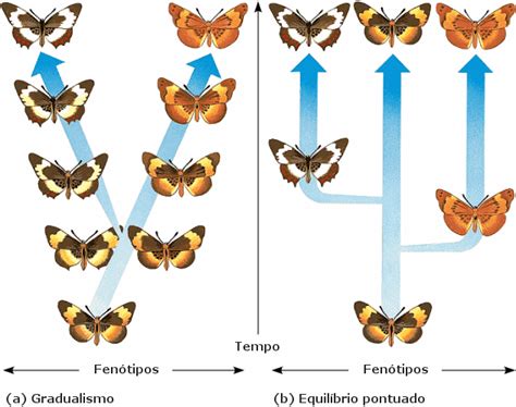 Plant Life: Evolution: Gradualism vs. Punctuated Equilibrium