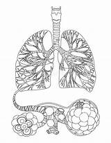 Lung Coloring Pages sketch template