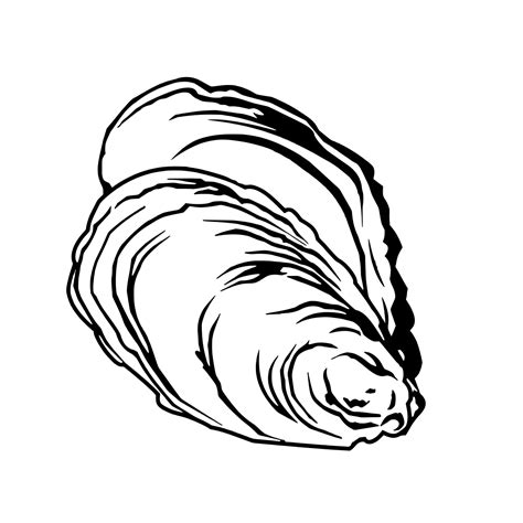 Oyster clipart hand drawn, Oyster hand drawn Transparent FREE for ...