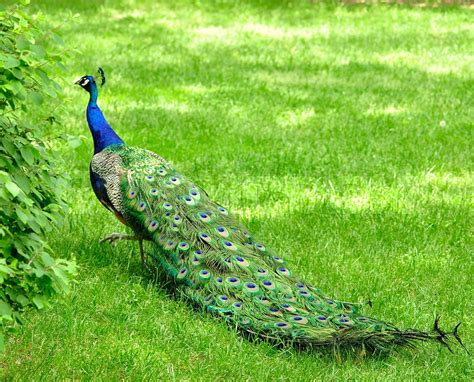 a peacock in the park | Stock image | Colourbox