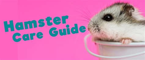 Hamster Care Guide. What You Should Know. | Small Pet Select