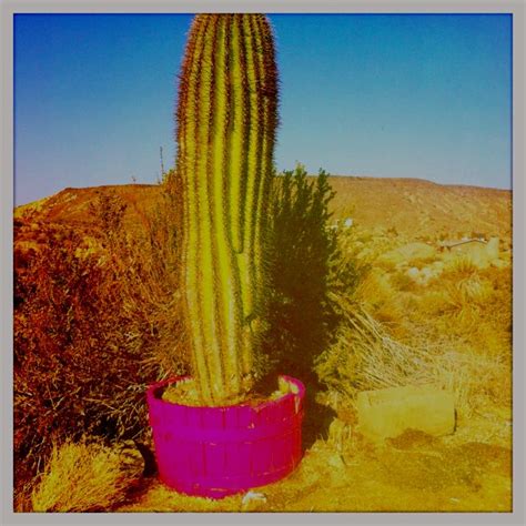 A touch of color in the desert! By bikasadesigns.com | Plants, Cactus plants, Color