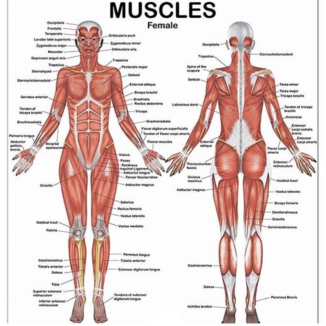 Muscular system of human body – Artofit