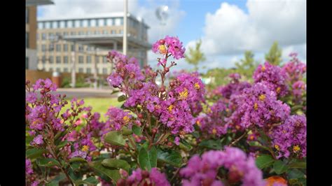 Texas A&M unveils new 7-acre garden | kagstv.com