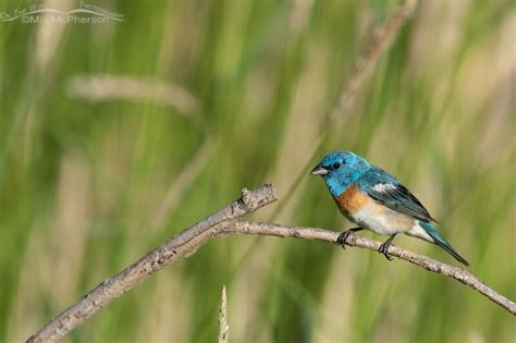 Lazuli Bunting male perched on a curved branch – On The Wing Photography