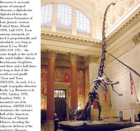 Mounted cast skeleton of Barosaurus referred specimen AMNH 6341, in the... | Download Scientific ...