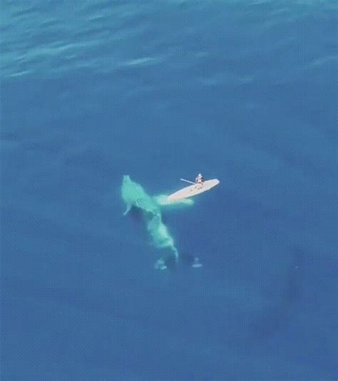 This sums up why I fear paddling : r/thalassophobia