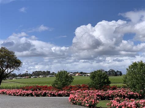 LECONFIELD WINES - Main Rd, McLaren Vale South Australia, Australia ...